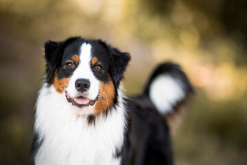 Australian sheepherd tricolor portrait 