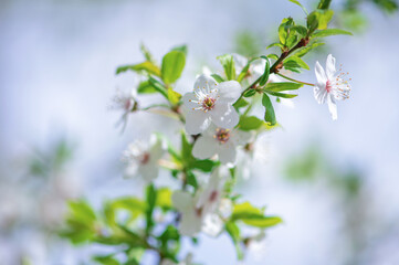 Cherry blossoms in full bloom