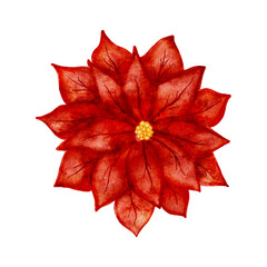 Watercolor red Christmas flower mistletoe vector cut out from white background