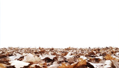 Dried Brown Leaves Scattered on Ground with White Background