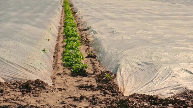 Potato field under film in early spring in Germany. Technology of growing early potato crop. Field covered with film, protection from frost.