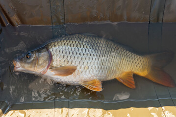 The Carp. Cyprinus Carpio in detail.