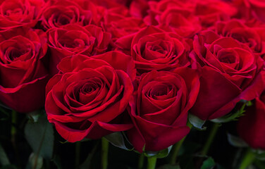 Red roses natural floral background close up