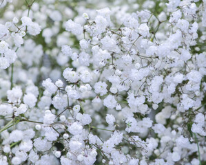 Bouquet of small white flowers. White gypsophila close-up.