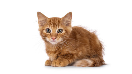 Obraz premium Cute red house cat kitten, laying down side ways. Looking beside camera. isolated on a white background.