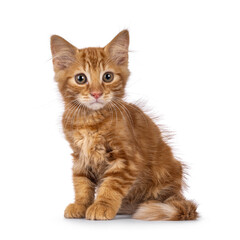 Obraz premium Cute red house cat kitten, sitting up side ways. Looking beside camera. isolated on a white background.
