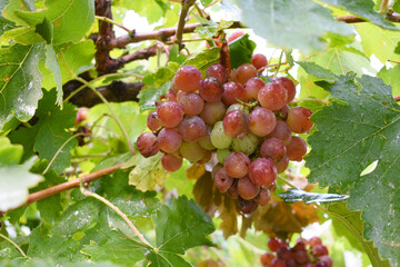 Close up of red grapes hanging on Vine, Hanging grapes. grape farm, Red Grape farming, Tasty red...
