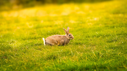 Cute rabbit eats grass against a background of bokeh and sunlight. Pets in a country house. The bunny eats grass as a symbol of Easter and May holidays. Rabbit on the grass.