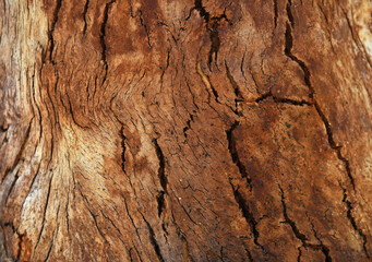 Eucalyptus tree bark texture, Bark of eucalyptus tree, seamless texture, a eucalyptus tree bark texture background image