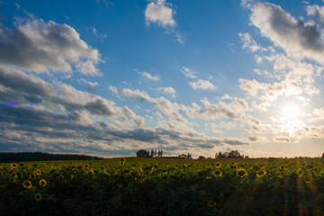 Pole Słoneczników 2024 © Krzysiek Cegiełka