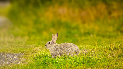 Cute rabbit eats grass against a background of bokeh and sunlight. Pets in a country house. The bunny eats grass as a symbol of Easter and May holidays. Rabbit on the grass.