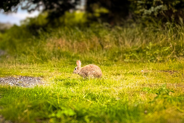 A wild native young rabbit eats and grooms grass on a summer morning in Iceland, Reykjavik. The rabbit looks in the grass. Horizontal. Cute rabbit in the pine trees