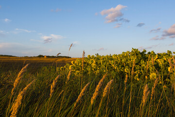 Piękne polskie pola 2024 © Krzysiek Cegiełka