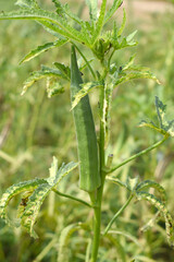 Lady finger or Okra on a plant, Fresh okra plant, Okra closeup on the tree, Lady Fingers or Okra vegetable on plant in farm organic vegetables, Close up of Lady finger, Chakwal, Punjab, Pakistan