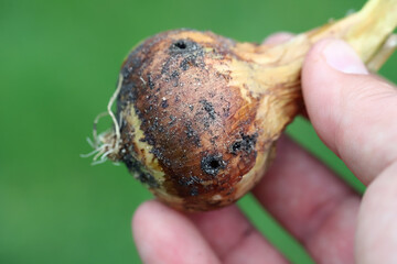 Onion damaged by soil pests, wireworms, beetle larvae of the family Elateridae (Click Beetles).