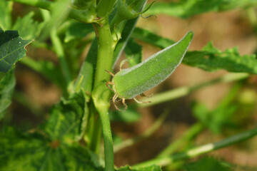 Lady finger or Okra on a plant, Fresh okra plant, Okra closeup on the tree, Lady Fingers or Okra vegetable on plant in farm organic vegetables, Close up of Lady finger, Chakwal, Punjab, Pakistan