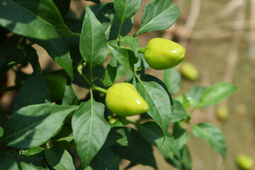 fresh green chili on plant closeup, chili plants in organic farming, Chilies closeup in field, Green chili plant in a farmer's field, Ripe green chili on a plant in Chakwal, Punjab, Pakistan