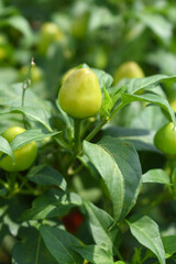 fresh green chili on plant closeup, chili plants in organic farming, Chilies closeup in field, Green chili plant in a farmer's field, Ripe green chili on a plant in Chakwal, Punjab, Pakistan