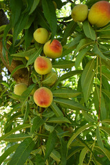 Fresh young unripe Peach fruits on a tree branch with leaves closeup, A bunch of unripe Peaches on a branch, beautiful delicious fruit peaches on the tree, peach fruits grow on a peach tree branch