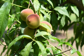 Fresh young unripe Peach fruits on a tree branch with leaves closeup, A bunch of unripe Peaches on a branch, beautiful delicious fruit peaches on the tree, peach fruits grow on a peach tree branch
