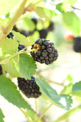 Natural food - fresh ripe blackberries in a garden. Bunch of ripe blackberry fruit - Rubus fruticosus - on branch with green leaves on a farm. Close-up, blurred background. Chakwal, Punjab, Pakistan