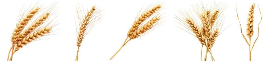 Pack of Wheat ear isolated against transparent background