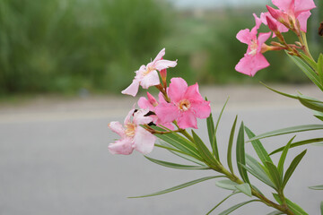 Nerium oleander in bloom, Pink siplicity bunch of flowers and green leaves on branches, Nerium...