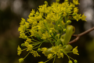 bush of yellow flowers. yellow grass. many small yellow flowers. spring nature. summer flowers.