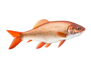 Fototapeta premium A fish isolated on clear white and transparent background