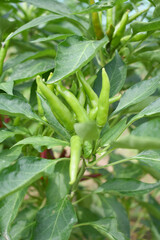 bunch of green chilies on plant, Chili pepper fruit on plant in organic garden agriculture farm, Chilies grow in farm, Green chili plants with leaves, fresh green pepper, green Chili Closeup