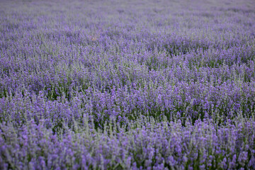 Obraz premium Blooming lavender on the field. Purple lavender flowers.