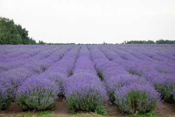 Obraz premium Blooming lavender on the field. Purple lavender flowers.