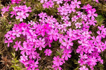 Multicolor flowers in meadow in summer. Wild colorful vivid field, banner background. 