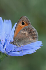 Obraz premium Closeup on a European Small Heath butterfly, Coenonympha pamphilus on a blue Wild chicory flower