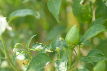 fresh green chili on plant closeup, chili plants in organic farming, Chilies closeup in field, Green chili plant in a farmer's field, Ripe green chili on a plant in Chakwal, Punjab, Pakistan