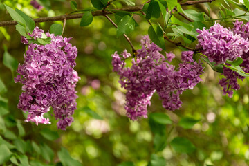 beautiful lilac flowers branch on a green background, natural spring background, soft selective focus
