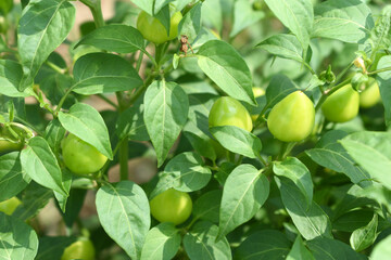 fresh green chili on plant closeup, chili plants in organic farming, Chilies closeup in field, Green chili plant in a farmer's field, Ripe green chili on a plant in Chakwal, Punjab, Pakistan