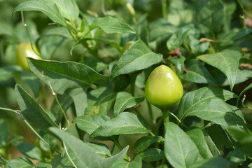 fresh green chili on plant closeup, chili plants in organic farming, Chilies closeup in field, Green chili plant in a farmer's field, Ripe green chili on a plant in Chakwal, Punjab, Pakistan