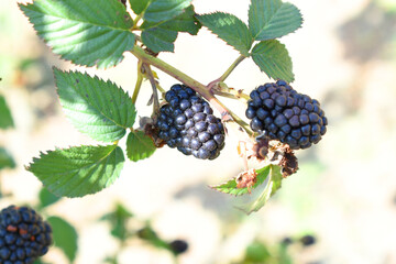 Natural food - fresh ripe blackberries in a garden. Bunch of ripe blackberry fruit - Rubus...