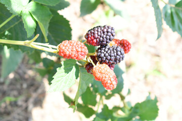 Natural food - fresh ripe blackberries in a garden. Bunch of ripe blackberry fruit - Rubus...