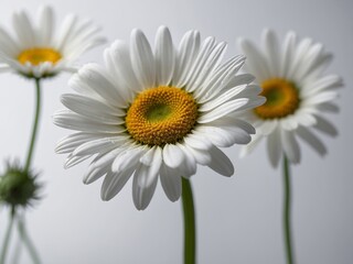 Naklejka premium Portrait of three blooming daisies with white petals and yellow centers against a neutral background