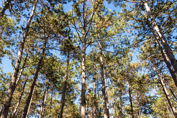 Fototapeta premium Forest background. Dark forrest nature view