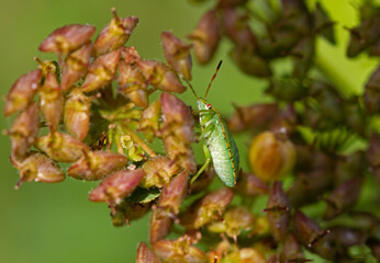 Green shield bug in nymphal stage on seeds of umbelliferous plant