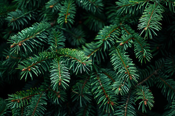 Obraz premium Background of beautiful green spruce branches forming a natural texture