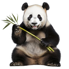 Obraz premium A giant panda holding bamboo and giving a wink, isolated, cut out.