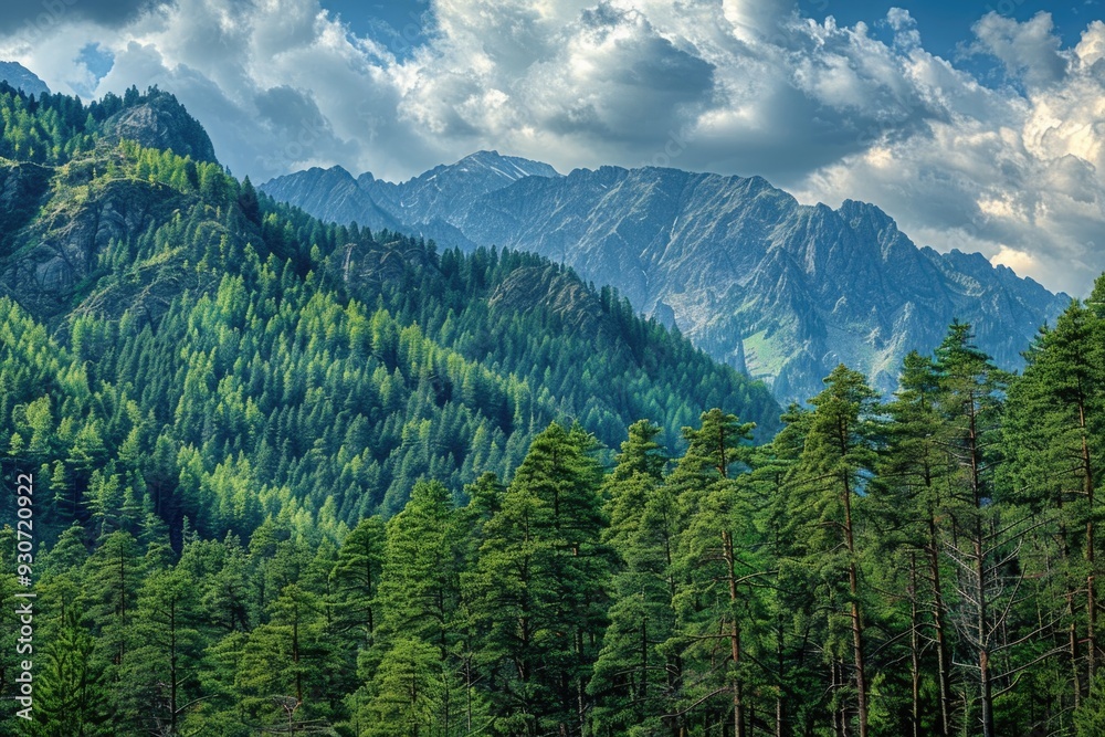 Poster A scenic view of a mountain range with dense pine trees in the foreground, ideal for use as a background or landscape image