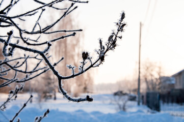 Closeup tree branch covered with frost in winter
