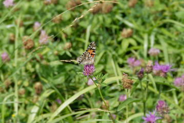 Painted Lady (Vanessa Cardui) Butterfly perched on pink flower in Zurich, Switzerland