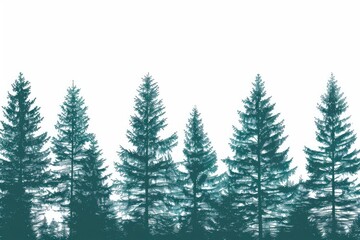 Pine trees against a white sky, great for nature or landscape scenes