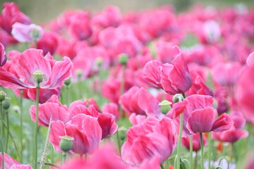 Obraz premium Mohn